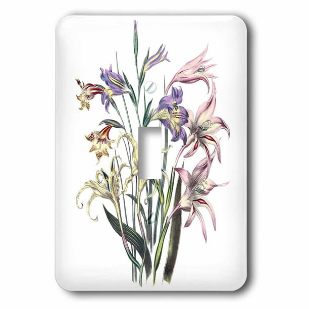 Double Toggle Switch 3dRose lsp_149635_2 Vintage Flowers Gladiolus In Pink White and Lavender 